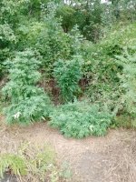 IMG_20250911_070106_318.jpg