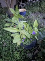 IMG_0507.jpeg