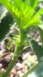 IMG_20250913_155004.jpg