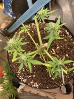 IMG_8149.jpeg