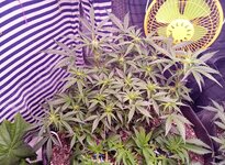 IMG_20250313_061035.jpg