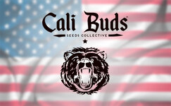 cali-buds__GvXwDxAsEwnUKEcy.jpg cali-buds__GvXwDxAsEwnUKEcy.jpg