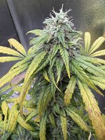 IMG_1812.JPG