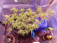 IMG_20241122_071445.jpg
