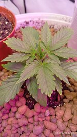IMG_20250930_220705.jpg