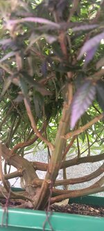 IMG-20251007-WA0000.jpg