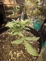 IMG_1850.jpeg