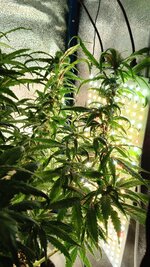 IMG_20251009_172409_536.jpg