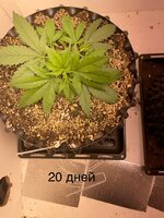 IMG_0493.jpeg