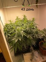 IMG_0740.jpeg