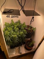 IMG_0771.jpeg