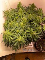 IMG_0815.jpeg