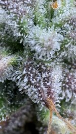 IMG_1992.jpg