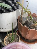 IMG_0869.jpeg