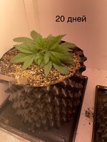 IMG_0494.jpeg