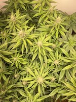 IMG_0910.jpeg