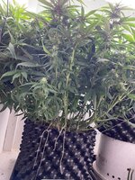 IMG_0911.jpeg