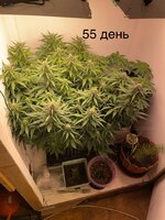IMG_0945.jpeg