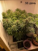 IMG_0957.jpeg