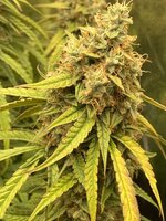 IMG_2139.jpeg