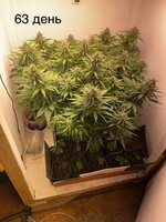 IMG_1161.jpeg