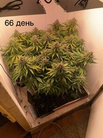 IMG_1218.jpeg