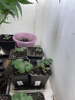 IMG_1261.jpeg