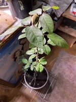 IMG_1263.jpeg