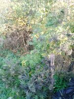 IMG_20251029_090239_601.jpg