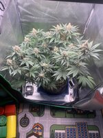 IMG_9049.jpeg
