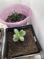IMG_1374.jpeg