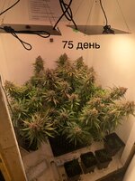 IMG_1454.jpeg