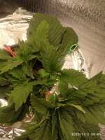 IMG_20251103_064539.jpg