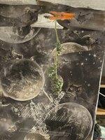 IMG_1504.jpeg