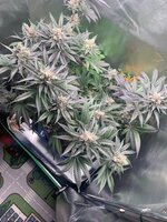 IMG_9146.jpeg