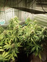 IMG_20251109_184851_464.jpg
