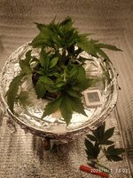 IMG_20251107_230359.jpg