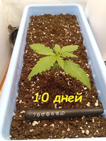 10 дн (1).jpg