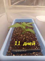 11 дн (2).jpg