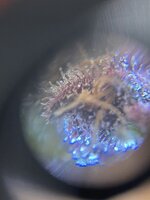 IMG_1588.jpeg
