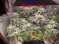 IMG_1593.jpeg