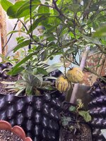 IMG_1600.jpeg IMG_1600.jpeg