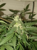 IMG_20251116_215731_045.jpg