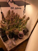 IMG_1614.jpeg