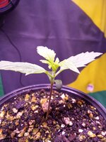 IMG_20251119_072400.jpg