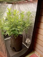 IMG_20251119_093118_322.jpg
