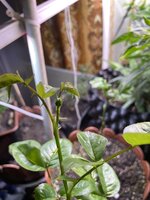IMG_1641.jpeg
