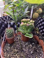 IMG_1659.jpeg
