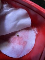 IMG_1668.jpeg