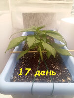 17 дн (2).jpg